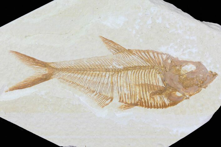 Detailed, Diplomystus Fossil Fish - Wyoming #79975